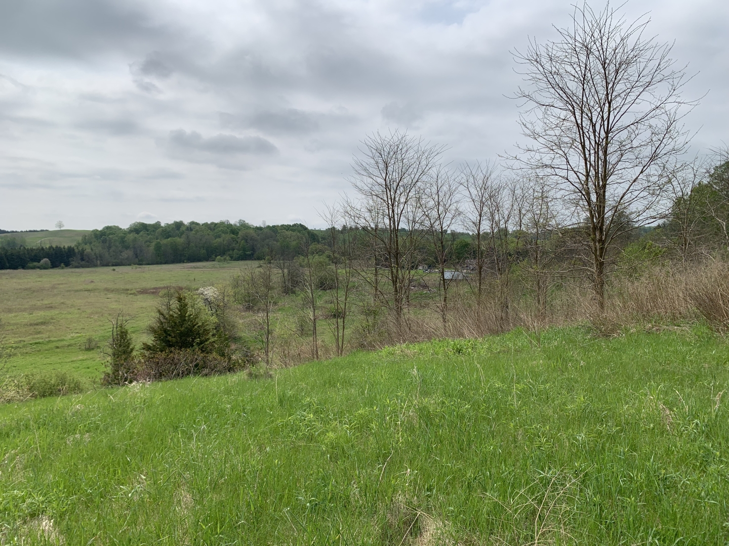 2881 20th Sideroad view with trees